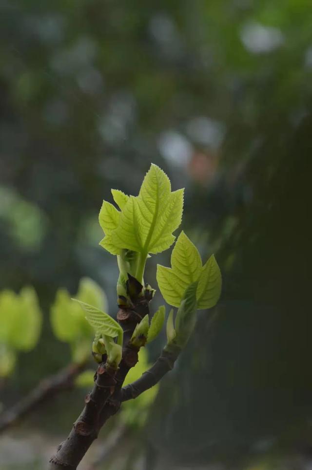 春分，我的春天，分你一半