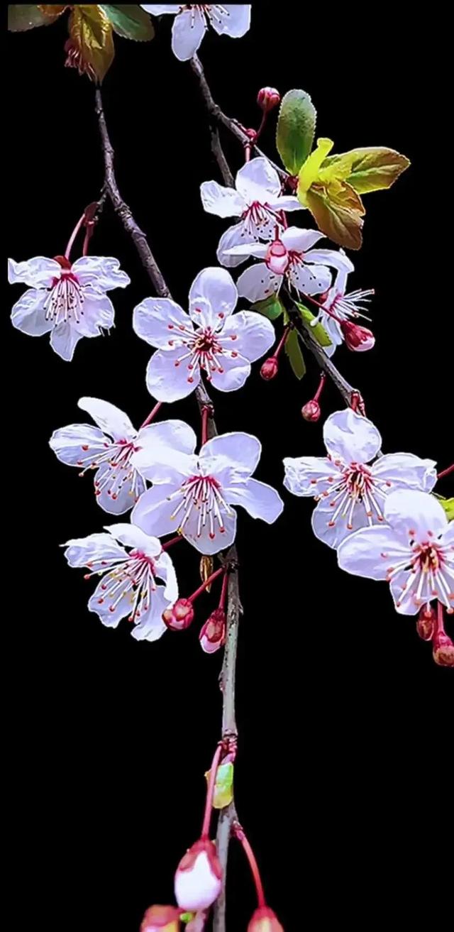 给我鼓掌掌，智慧精灵撒花了