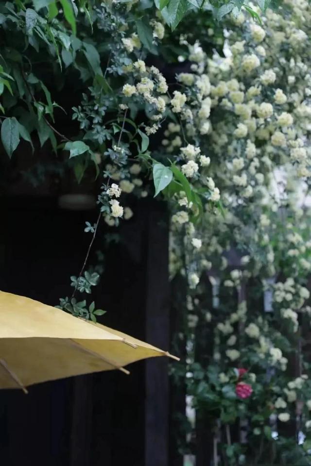 初夏的细雨