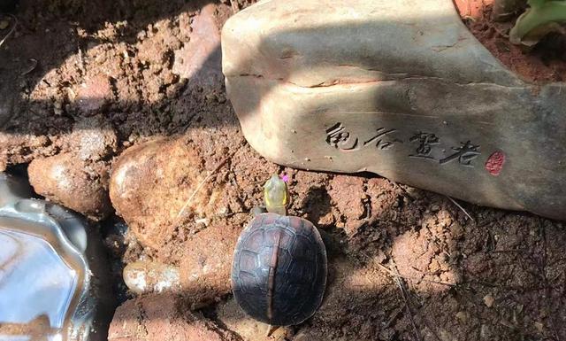 夹板龟假扮鬼子看鬼子洗澡