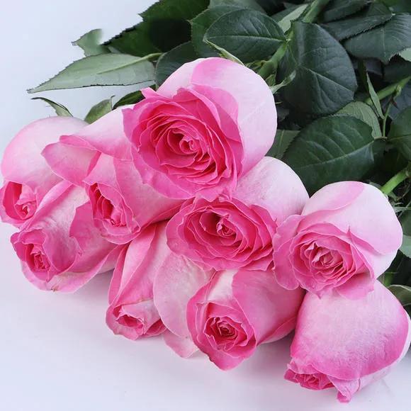 粉红色玫瑰花