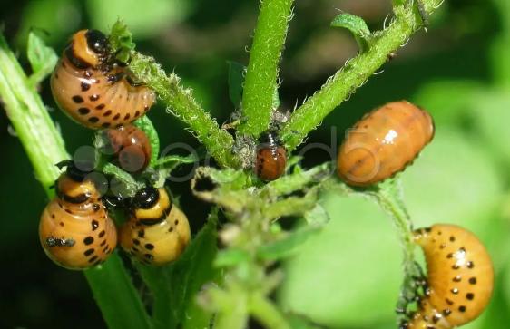 警惕：曾经东德爆发“甲虫灾难”疑似美军的生物战，我们不可不防