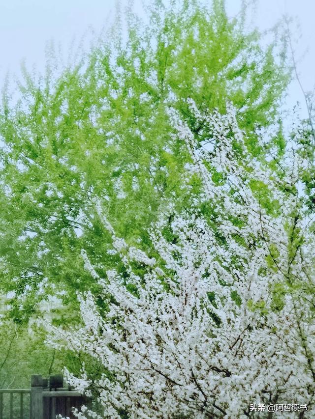 花香习习，垂柳依依，一花一世界，一树一菩提，淡妆浓抹总相宜
