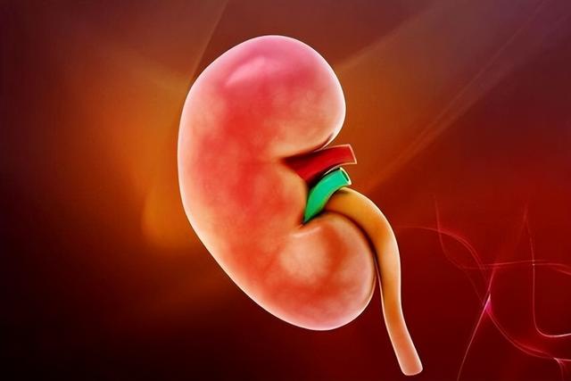 喝水后多久排尿说明肾脏很健康？医生：结合尿量判断更可靠