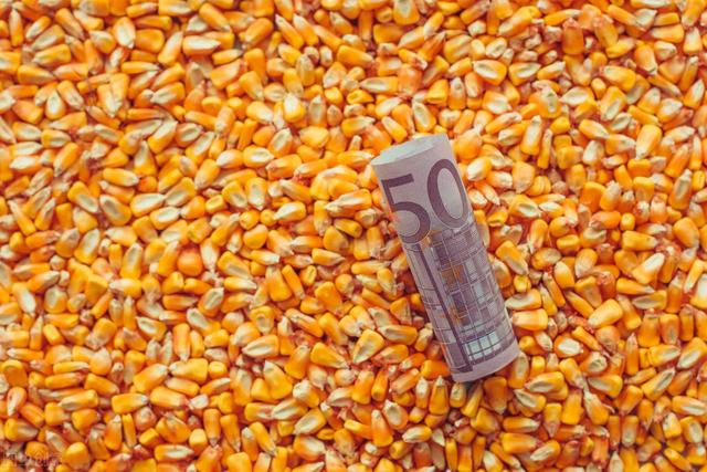 太突然，玉米价格要急转直下？陈化稻谷重新卖拍，5月18日粮价