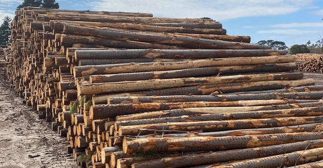 澳洲木材严重短缺，数周内将消耗完库存！成千建筑商在倒闭边缘