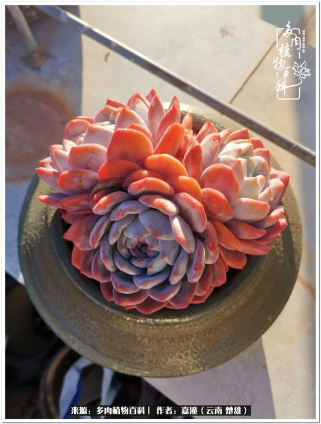 玉蝶铜芯电线价格表4平方,玉蝶铜芯线今日价格