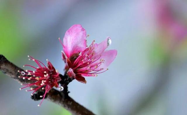 桃花什么时候开