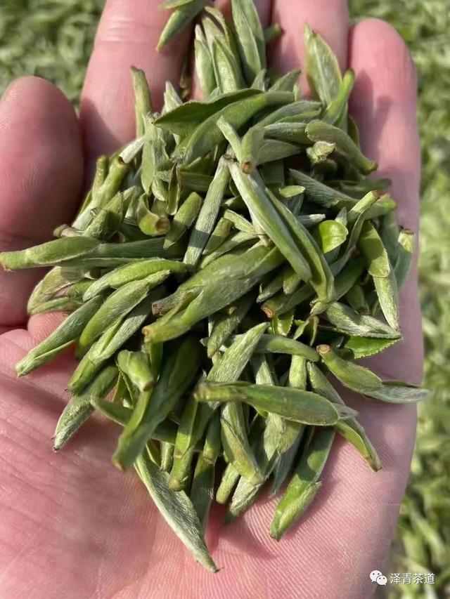 清明时节，如何喝茶养生