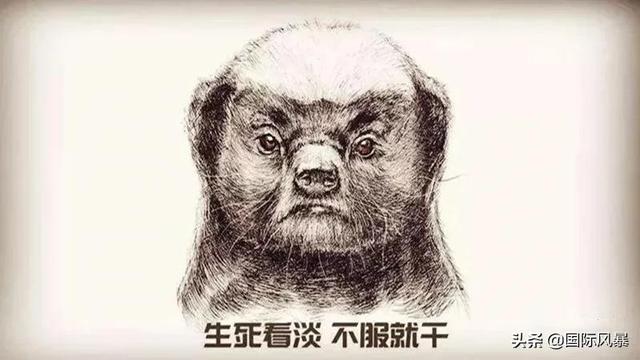 巴西土狗多次挑战豪猪，脸上却被扎满数百根刺，狗主人：免费针灸
