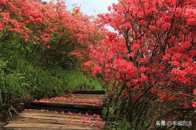 映山红开了，太漂亮了