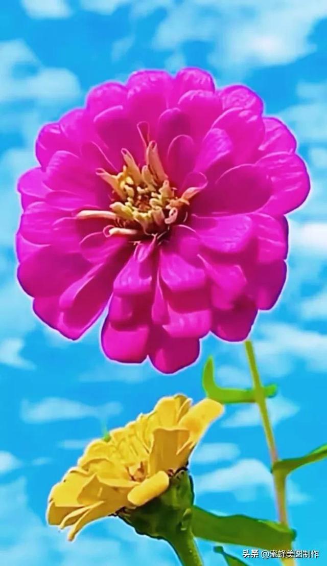 一花一叶即菩提，一草一木皆有情