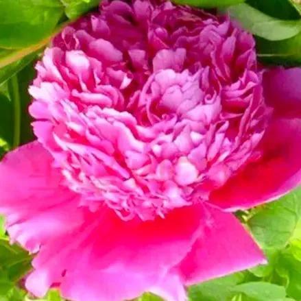 牡丹、芍药大比拼，到底谁最美
