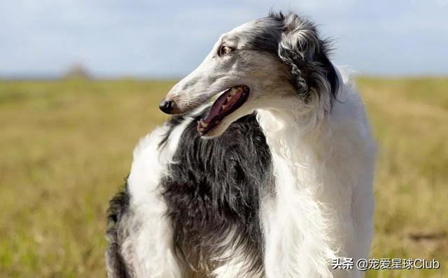 俄罗斯狼犬
