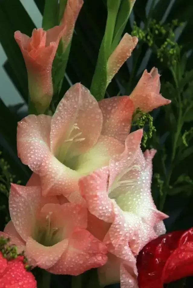 给我鼓掌掌，智慧精灵撒花了