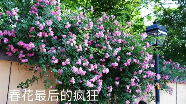 一朵荼靡花的告白