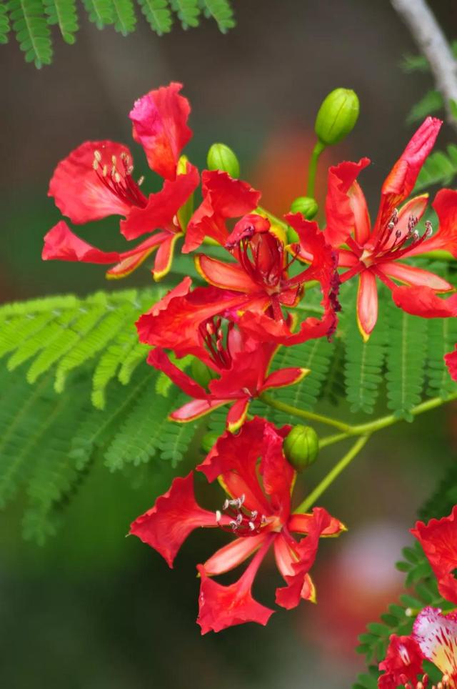 凤凰花花语 凤凰花花语（凤凰花花语与寓意） 生活