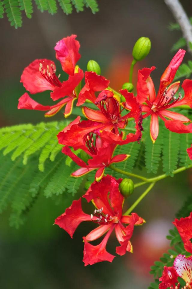 什么花的花语是重生图片