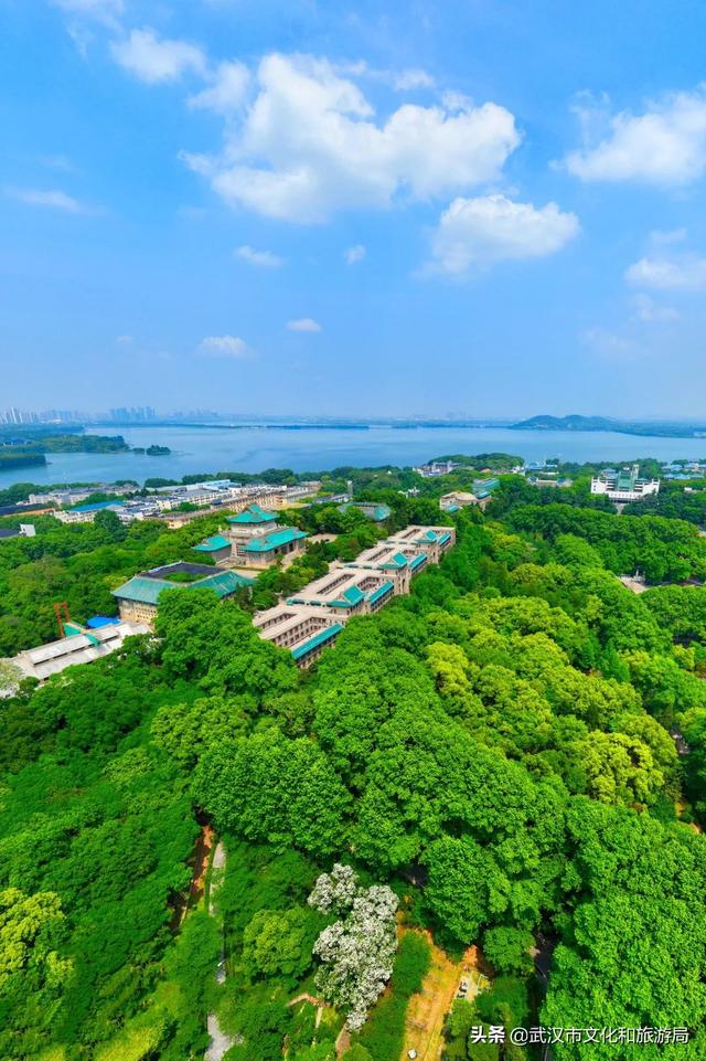 你好，珞珈山的夏天……
