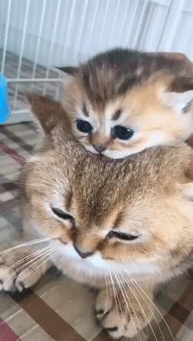 生娃容易养娃难！—打怪升级的养娃之路