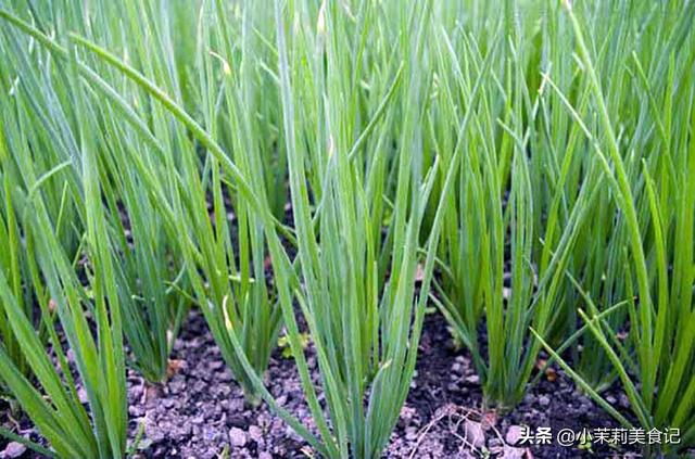 阳春3月，8种“山野之珍”该吃了，鲜美营养，每口都是春天的味道