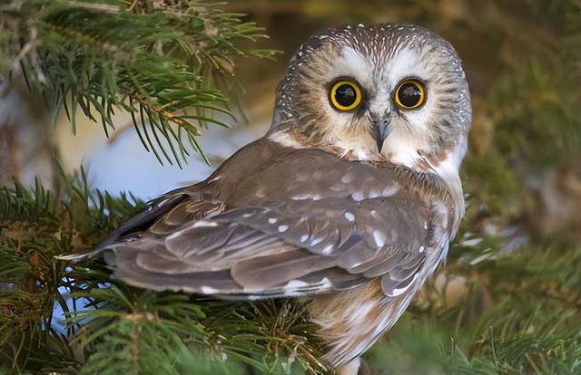 什么动物吃害虫保护庄稼，什么动物吃害虫保护庄稼呢