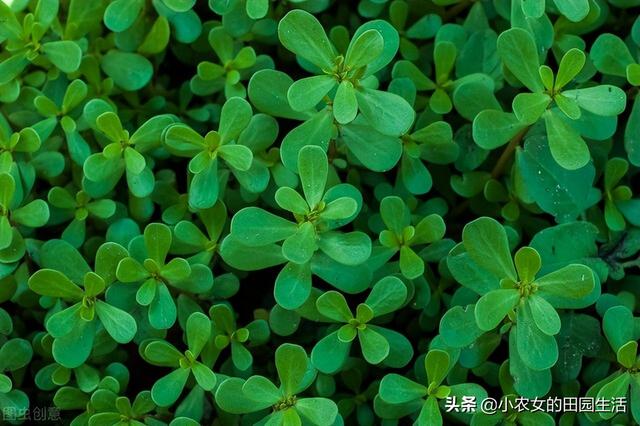 10种“神仙草”，春天采摘正当时，味道鲜美，还有益健康