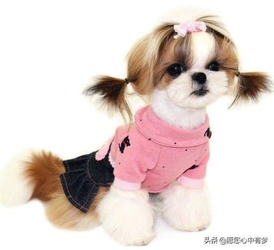 宠物美容剪刀
