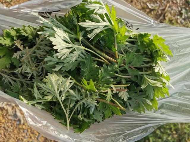 清明前后，碰到这菜别手软，一次囤30斤放冰箱，冬天吃还照样新鲜