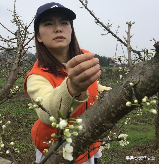 种植李子树，一定要收藏的数据1