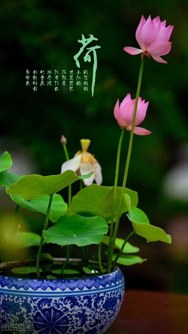 春去远，夏正长，风若约，花有期，尘世有花香，总有一种香息