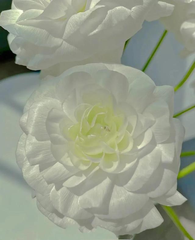 花是蓬勃的期许，是生命的礼遇，是春天的信使