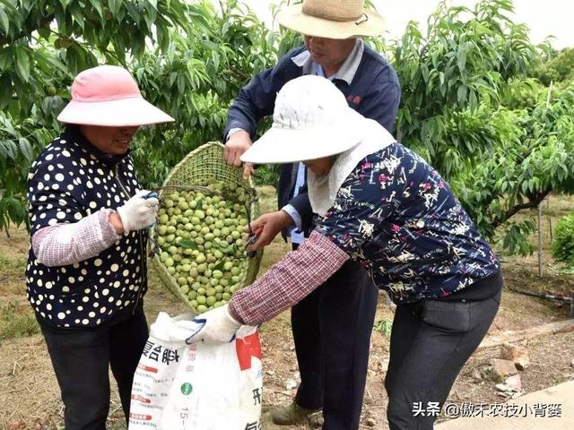 桃树适量留花留果才能多结优质大果，桃树如何疏花疏果才合理？12