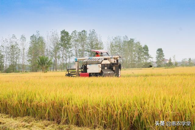 水稻价格 水稻价格（水稻价格最新行情） 生活