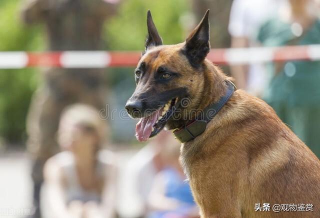 东德牧羊犬 东德牧羊犬（东德牧羊犬吧百度贴吧） 动物