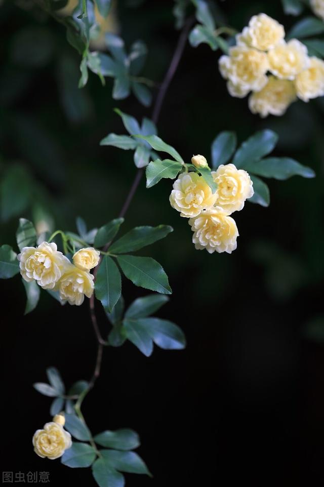 三月：春来无恙，次第花开，等闲识得东风面，万紫千红总是春