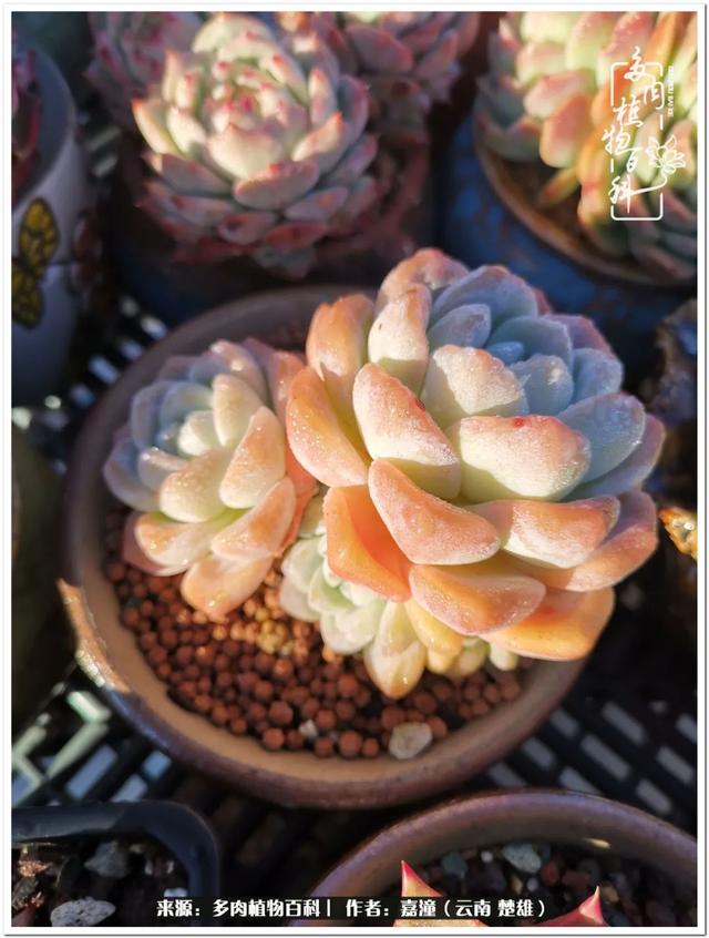 玉蝶铜芯电线价格表4平方,玉蝶铜芯线今日价格