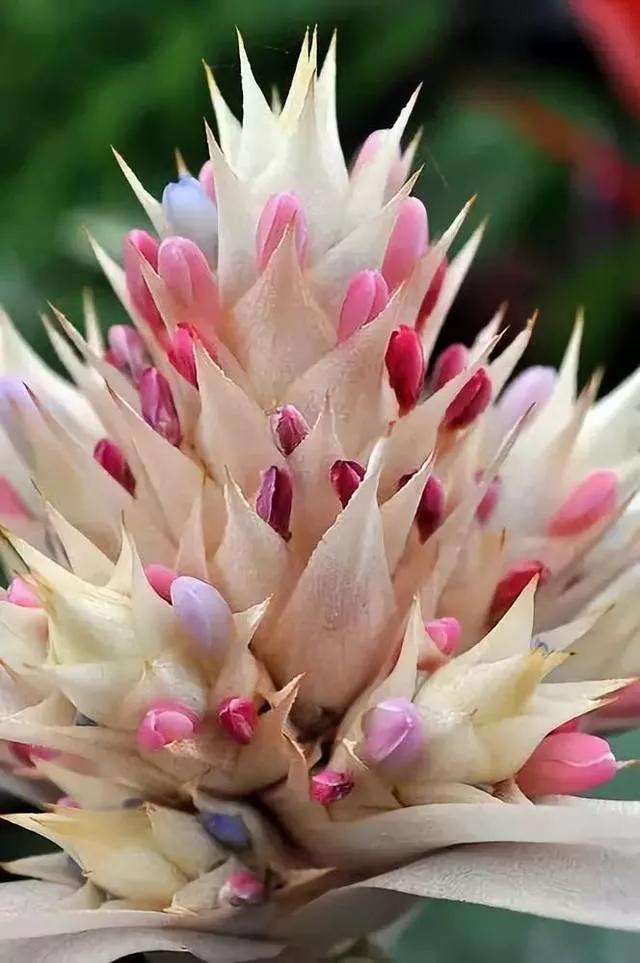 漂亮的花朵
