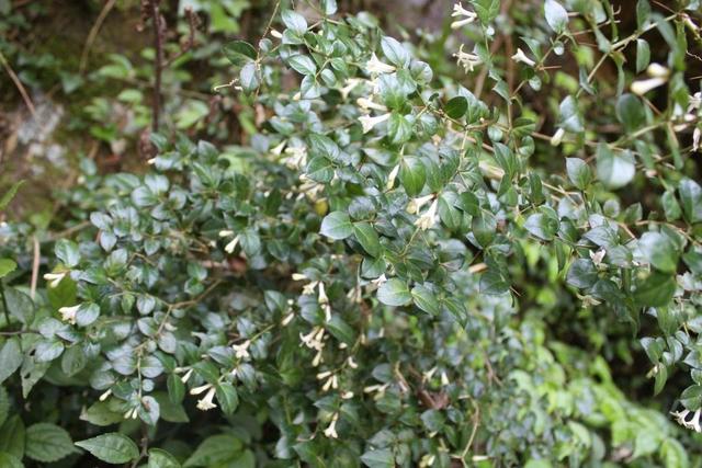 并能运用它们,就可以为我们人类造福,所以多多了解一些植物科普知识