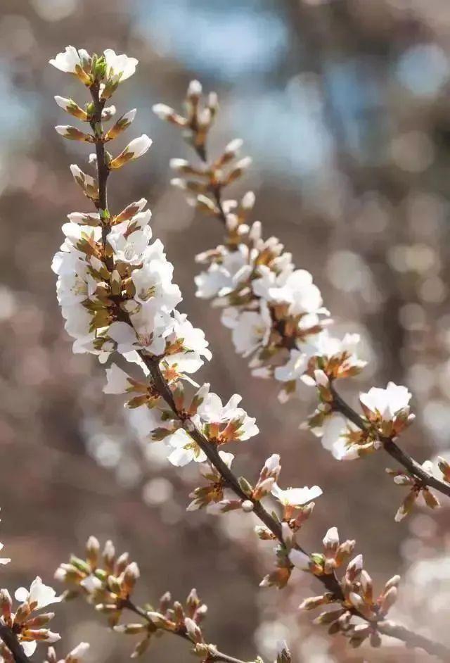 大山樱