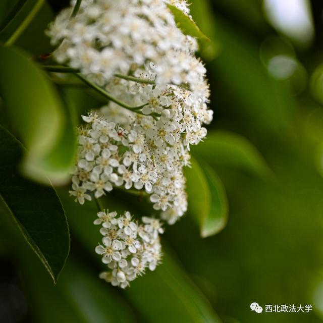 什么？在西法大，spring还有这个意思!