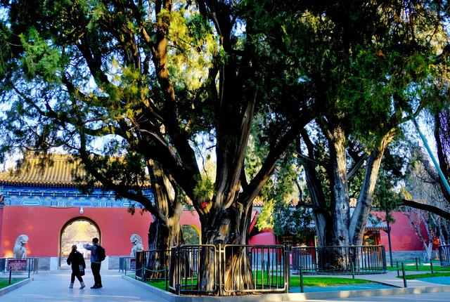 頤和園曾是關押太監的，天壇的草藥很出名……這些園林轶事很有趣
