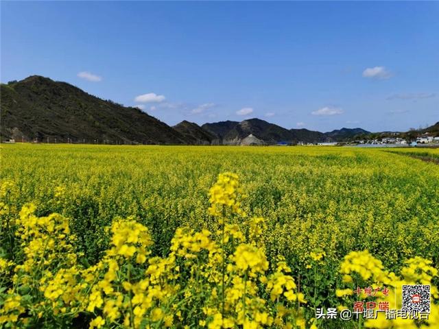 惊艳了！郧阳最美油菜花海藏不住了