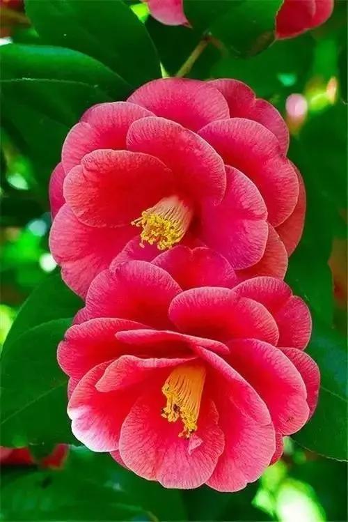 美丽的鲜花，姹紫嫣红，芬芳扑鼻，令人心情愉悦