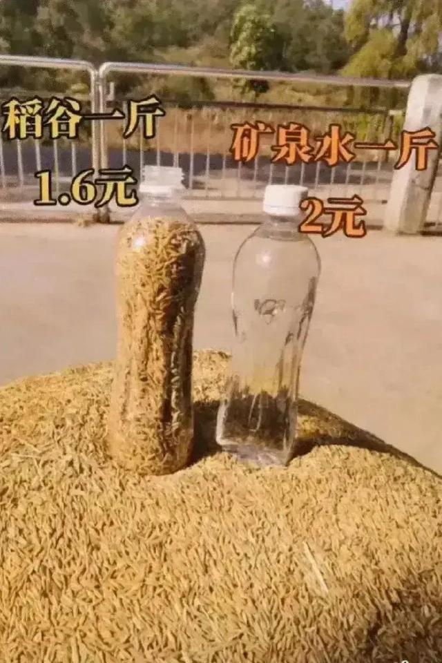 建议国家立即出台措施，禁止将未成熟的麦子玉米作为青储饲料出售