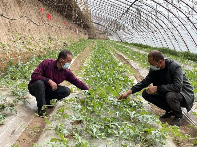 种好“菜园子”鼓起钱袋子