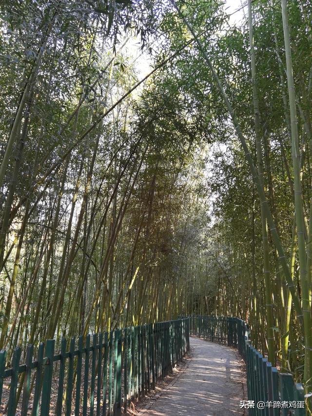 未等冬寒至 梅已報春香——北京中山公園臘梅提前綻放 盡顯芬芳