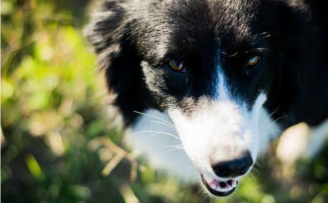 边境牧羊犬视频