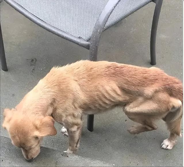 狗狗脚没力气怎么回事(狗腿软无力是什么症状)-艾拉养犬