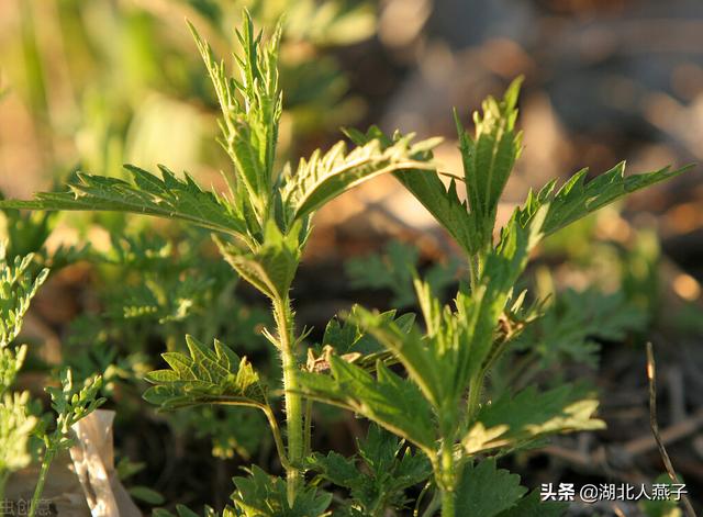 春天的野菜